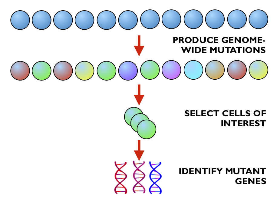 Workflow Pipeline for a CRISPR Screen